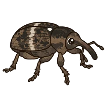 Sticker of Apple blossom weevil