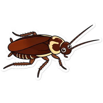 Sticker of Australian cockroach