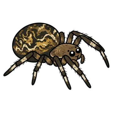 Sticker of Australian garden orb weaver