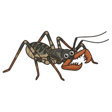Sticker of Baja whipspider