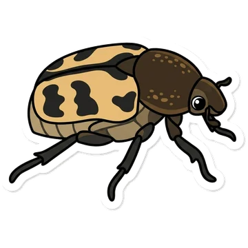 Sticker of Bee beetle
