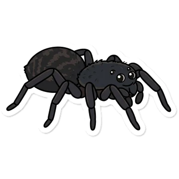 Kleeps: Black lace-weaver