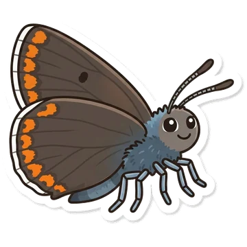 Kleeps: Brown argus