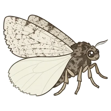 Sticker of Bruce spanworm moth