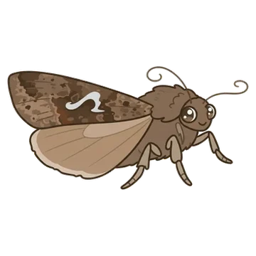 Sticker of Celery looper moth