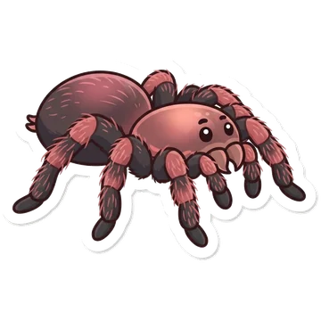 Sticker of Chilean rose tarantula