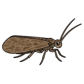 Sticker of Common marine caddisfly