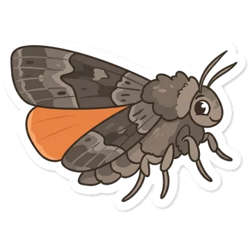 Kleeps: Copper underwing