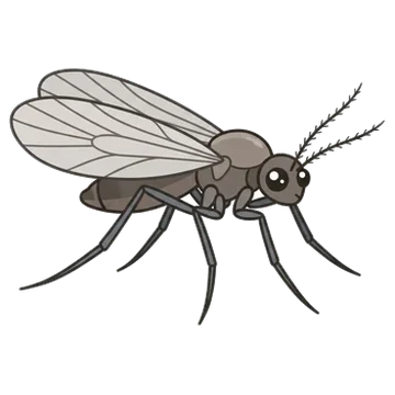 Sticker of Euthamia leaf gall midge