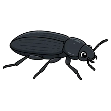 Sticker of False mealworm beetle