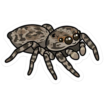 Kleeps: Fencepost jumping spider