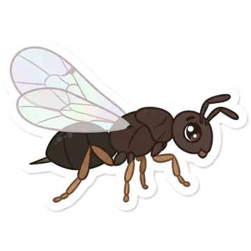 Kleeps: Fig wasp