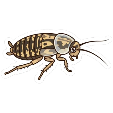 Sticker of Harlequin cockroach