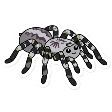 Kleeps: Indian ornamental tarantula
