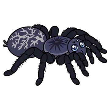 Sticker of Indian violet tarantula