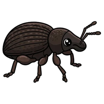 Sticker of Lilac root weevil