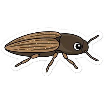 Sticker of Lined click beetle