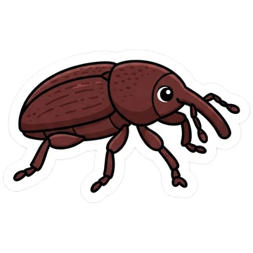Sticker of Maize weevil