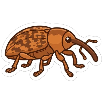 Sticker of Nut weevil