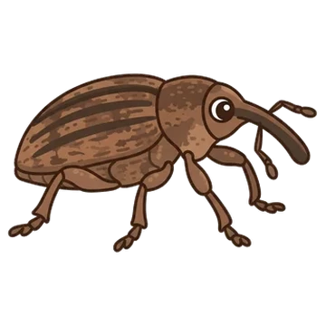 Sticker of Oak curculio