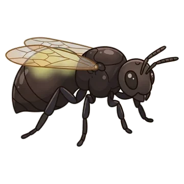 Sticker of Oyster gall wasp
