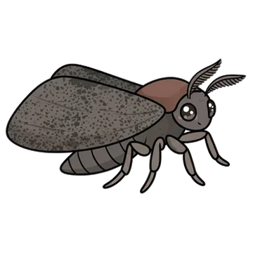 Sticker of Planthopper parasite moth