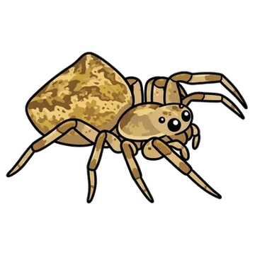Sticker of Southern bolas spider