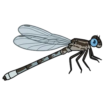 Sticker of Spotted spreadwing