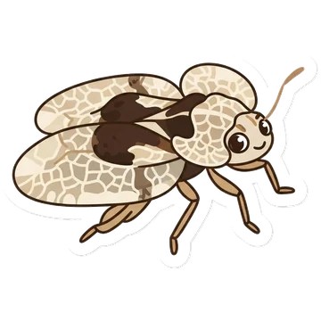 Kleeps: Sycamore lace bug