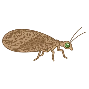 Sticker of Tasmanian brown lacewing