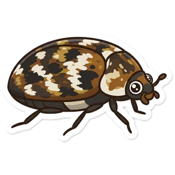 Sticker of Varied carpet beetle