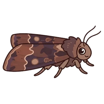 Sticker of Variegated cutworm moth
