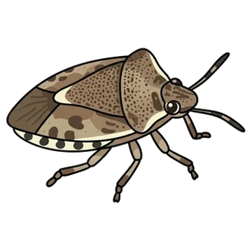 Sticker of Vernal shield bug