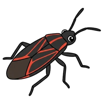 Sticker of Western boxelder bug