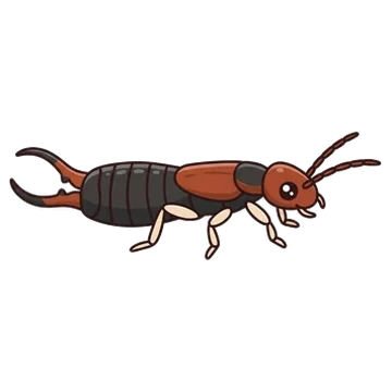 Sticker of Western earwig