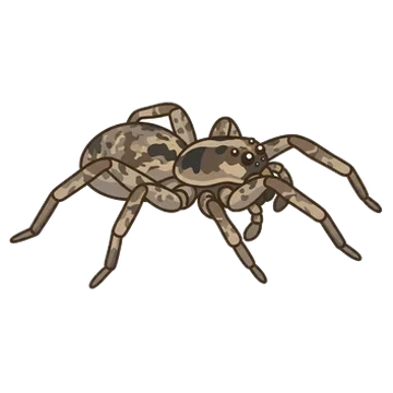 Sticker of Western variable wolf spider