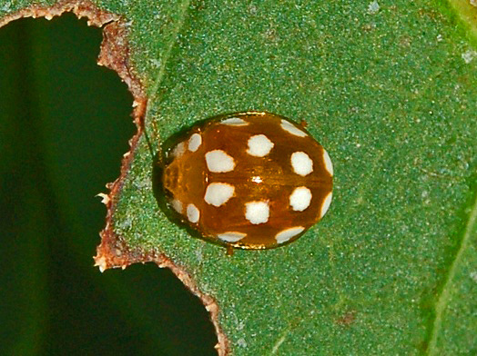 Photo of 12-spot ladybird