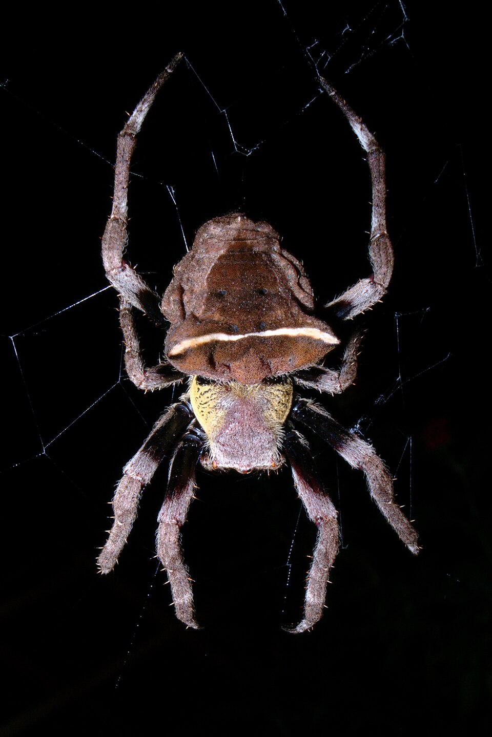 Photo of Abandoned-web orb-weaver