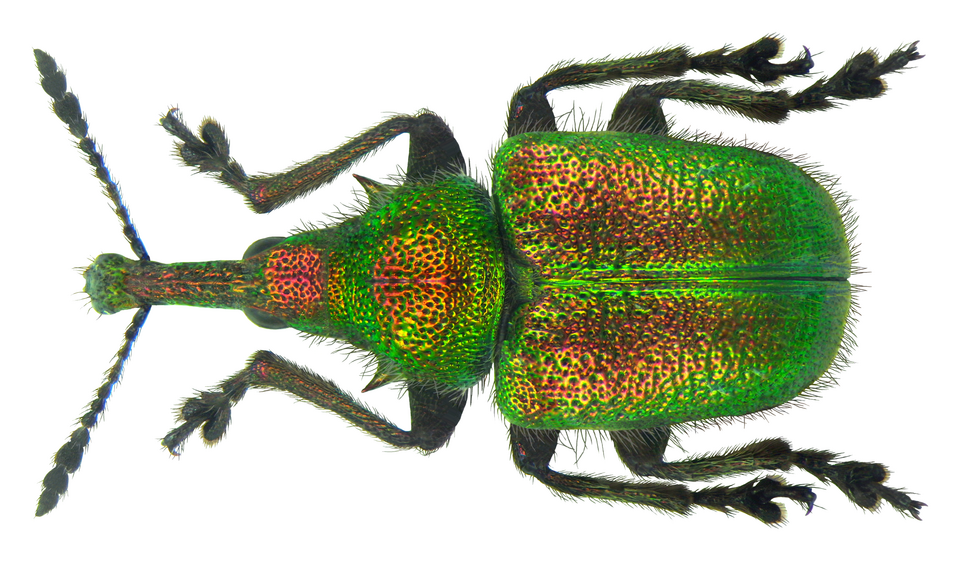 Photo of Abberton weevil