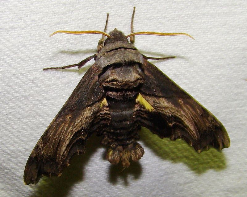 Photo of Abbott's sphinx