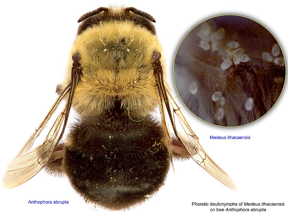 Photo of Abrupt digger bee