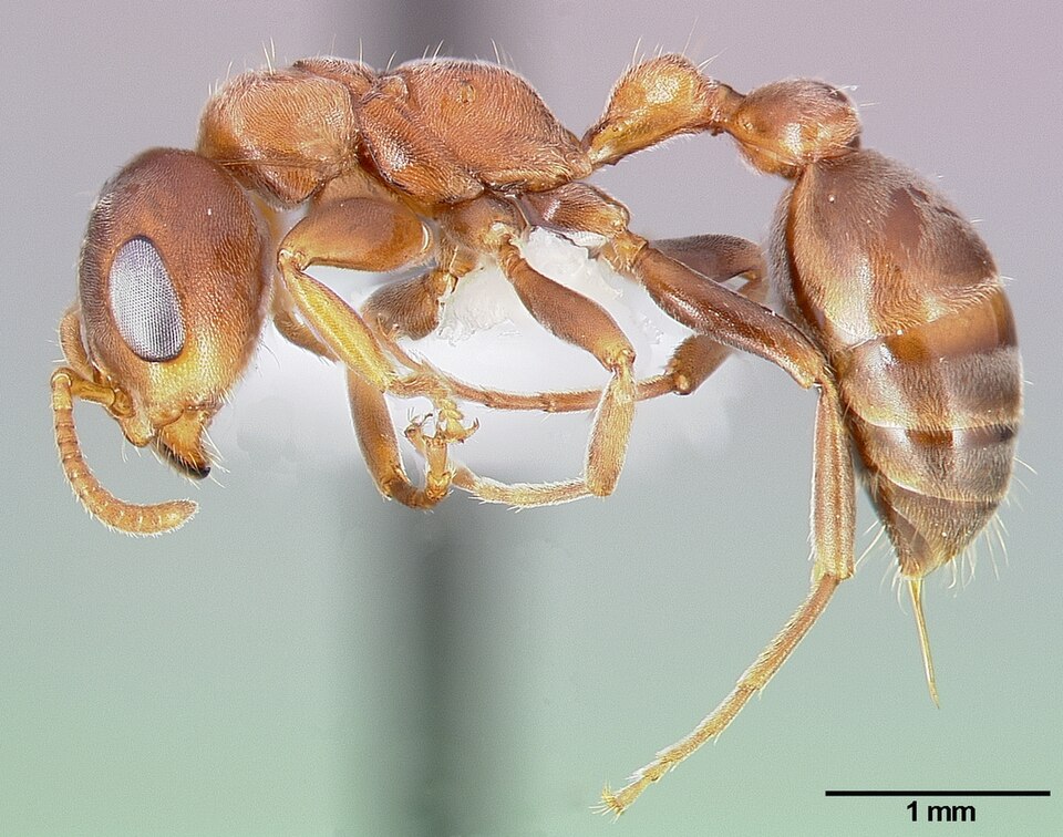 Photo of Acacia ant