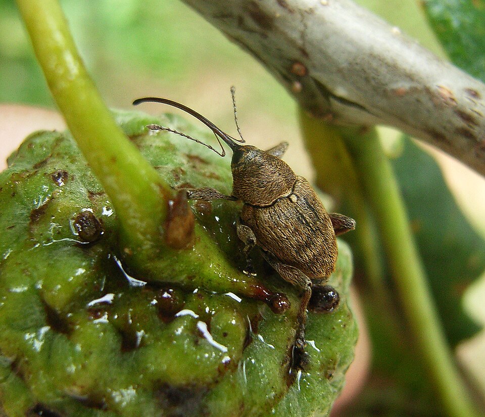 Photo of Acorn weevil