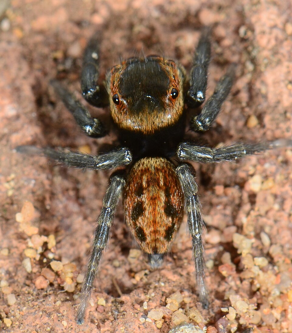 Photo of Adanson's house jumper