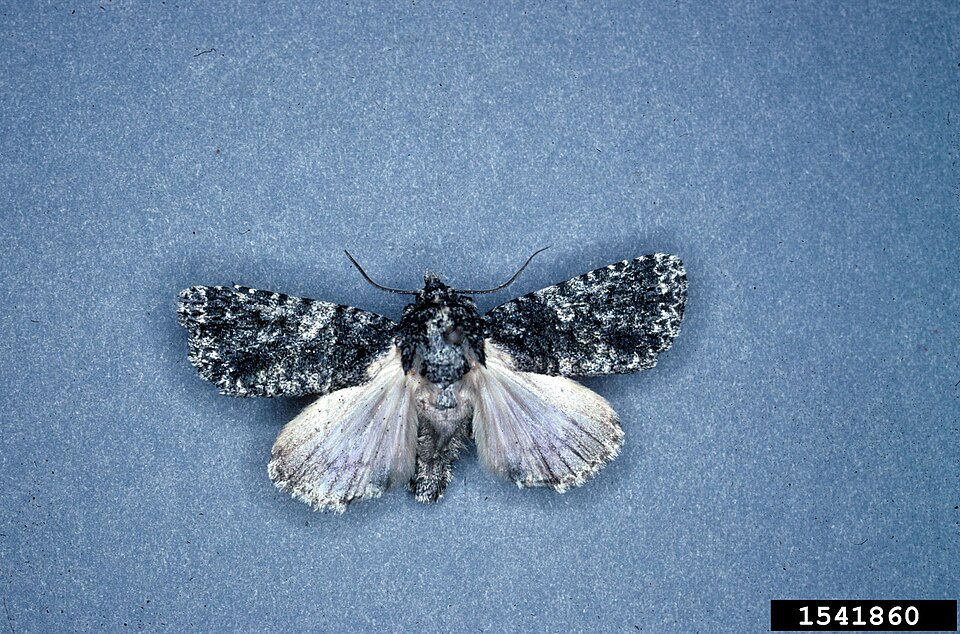 Photo of Afflicted dagger