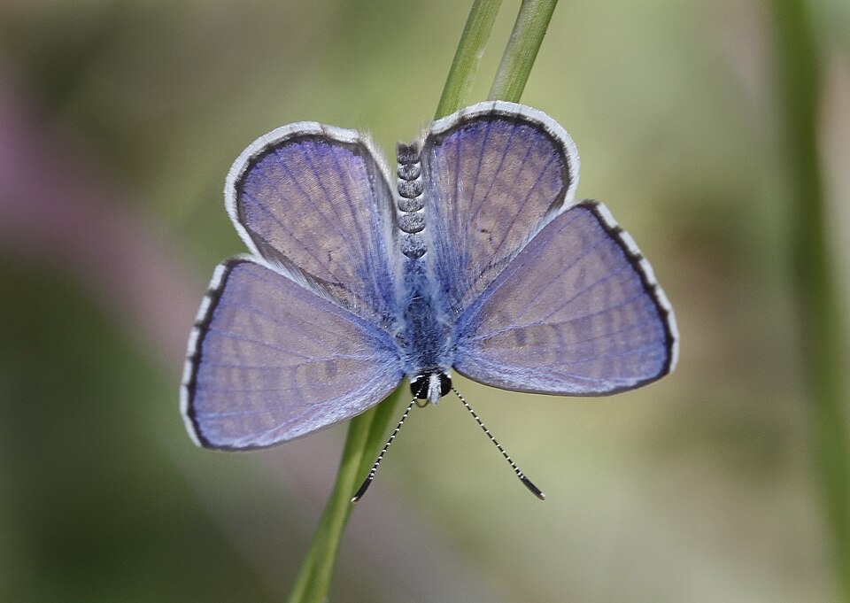 Photo of African babul blue