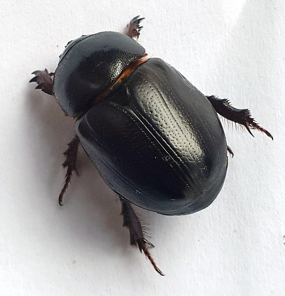 Photo of African black beetle