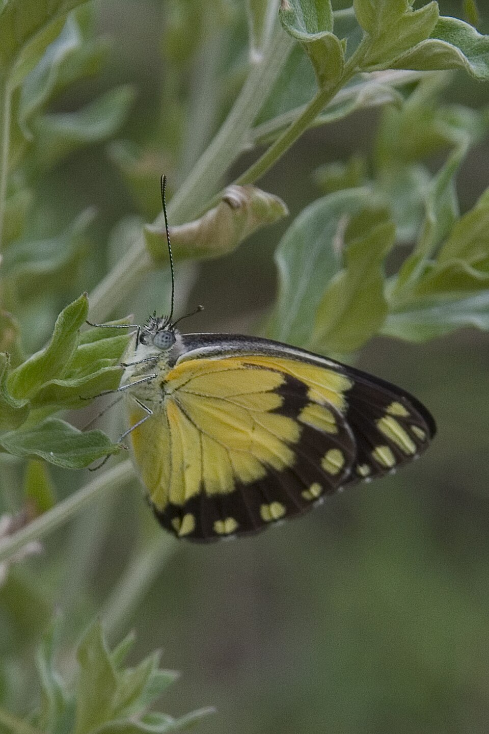 Photo of African caper