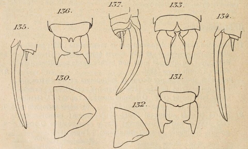 Photo of African cone-head