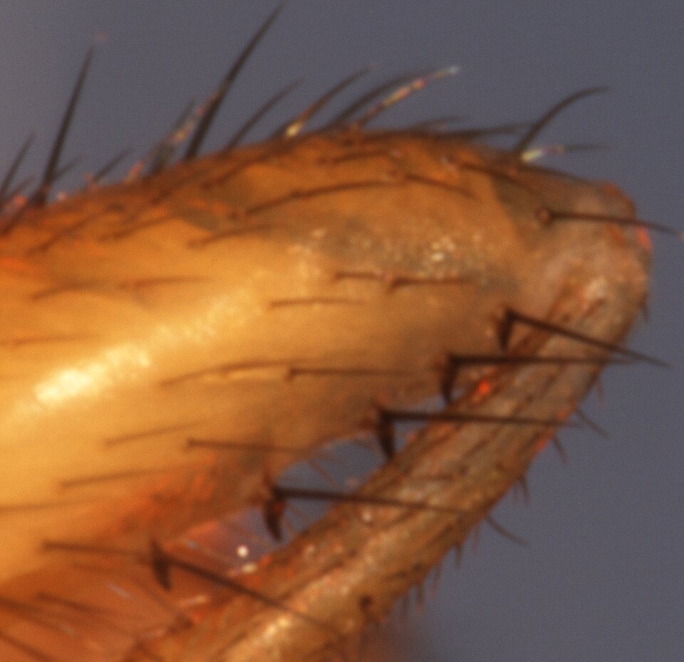 عکس African fig fly